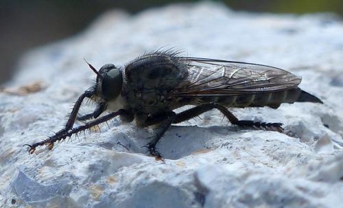 Réf. 212 267 : Machimus cyanopus